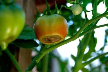 Síntomas de deficiencia de calcio en plantas, frutas y verduras
